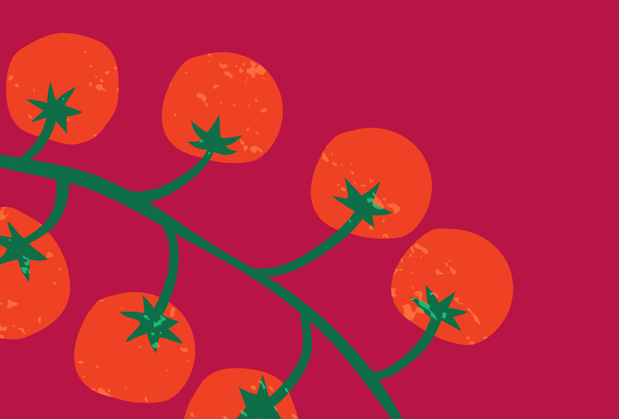 illustration of tomatoes on the vine on a maroon background